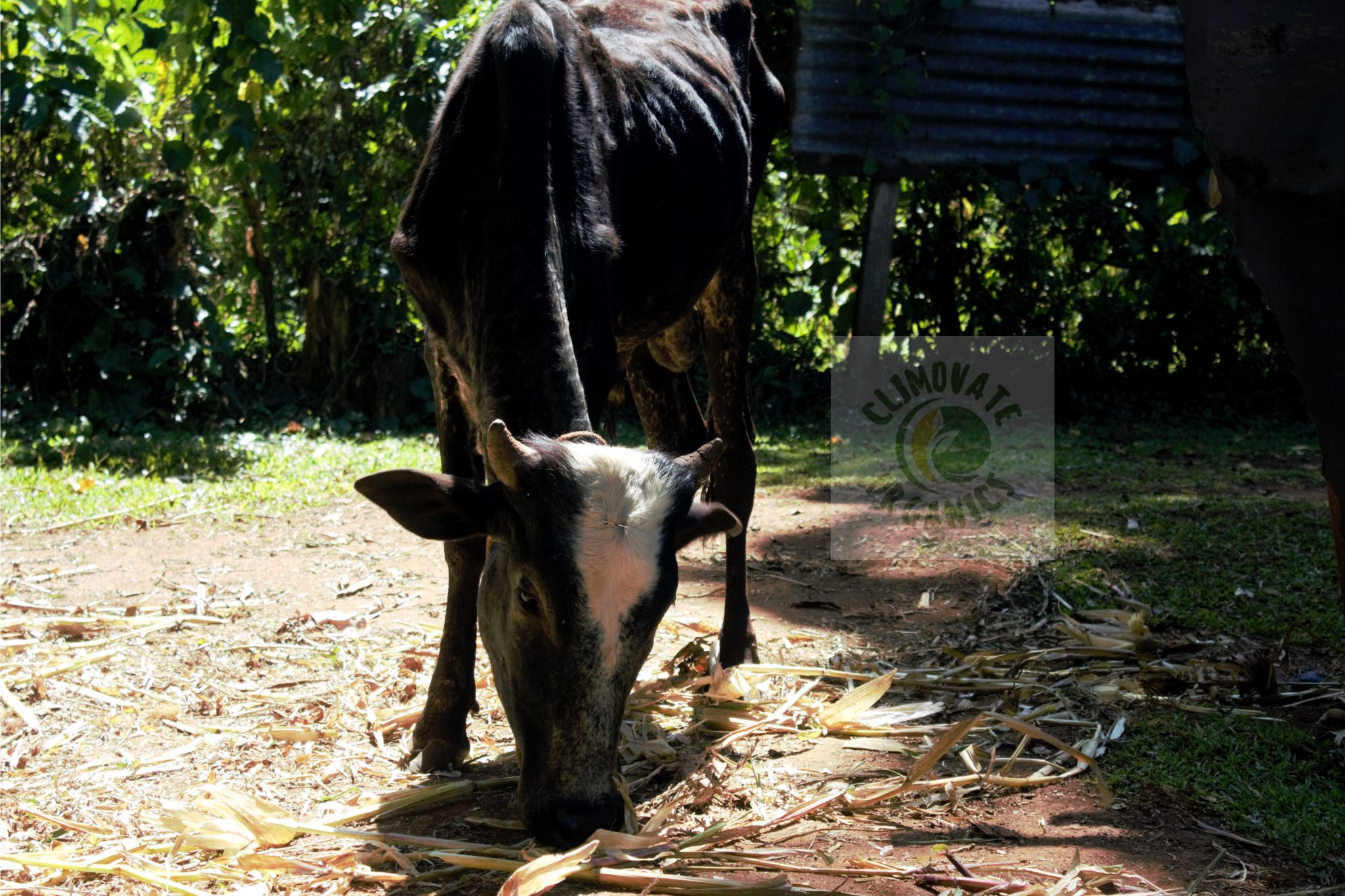 Innovative Organic Solutions
