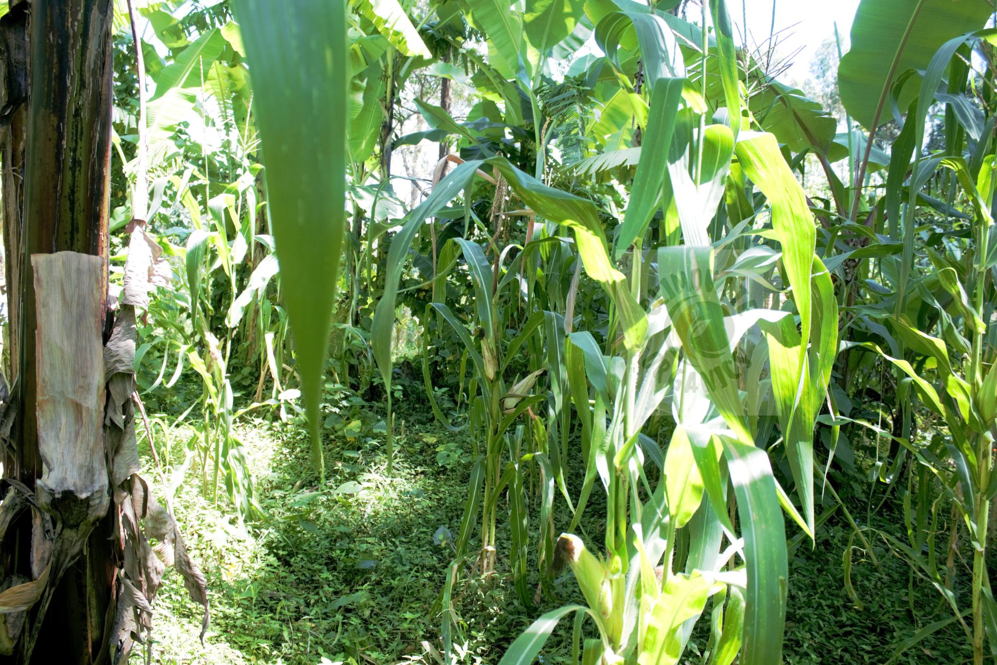 Empowering Farmers